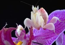 Орхидейный богомол: «цветкообразное» насекомое
