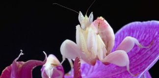 Орхидейный богомол: «цветкообразное» насекомое