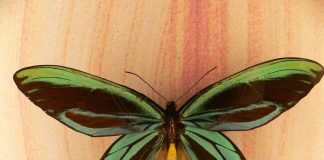 Птицекрыл – удивительная бабочка