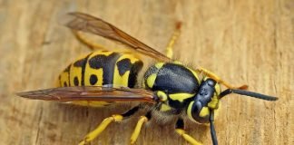 Оса обыкновенная: вредитель или полезное насекомое?
