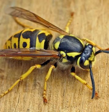 Оса обыкновенная: вредитель или полезное насекомое?