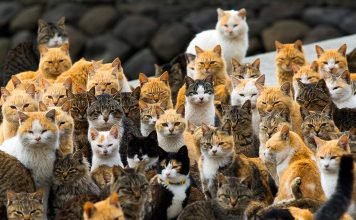 Очередной японский «Остров кошек»