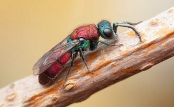 Осы-блестянки или золотые осы