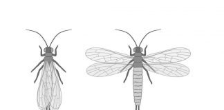 Палеодиктиоптеры – доисторические насекомые
