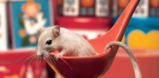 Как содержать песчанку, чтобы она была здоровой?