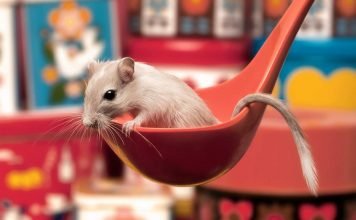 Как содержать песчанку, чтобы она была здоровой?