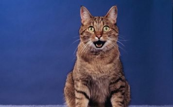 Плюющийся кот из Бирмингема