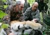 Путинские тигры прижились в природе