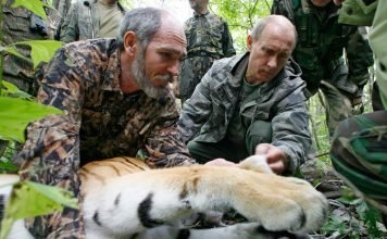 Путинские тигры прижились в природе
