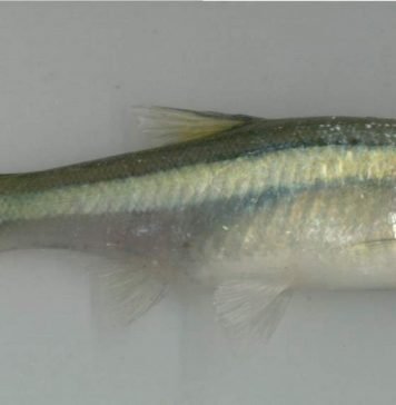 Расбора индийская