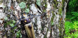 Дровосек реликтовый – ископаемое насекомое