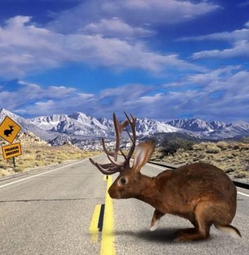 В Новосибирске обнаружили рогатого зайца