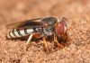 Роющая оса – заботливая мать