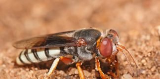 Роющая оса – заботливая мать