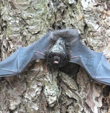 Отличительные черты отряда рукокрылые