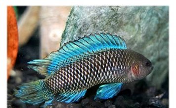 Рыба-хамелеон. Почему хамелеон?