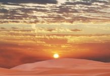 Самые выносливые животные – жители Сахары