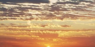 Самые выносливые животные – жители Сахары