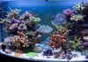 Самые большие аквариумы в мире