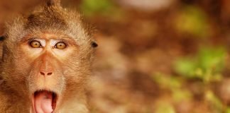 10 самых громкоголосых животных в мире