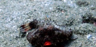 10 самых необычных животных планеты