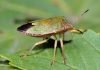 Щитник древесный – зеленый клоп