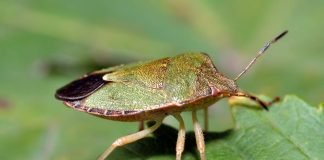Щитник древесный – зеленый клоп
