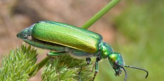 Шпанская мушка: не муха, а ядовитый жук