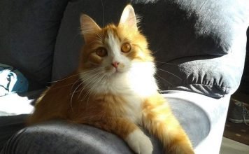 Пятеро финских котов получили за спасение людей звание героев