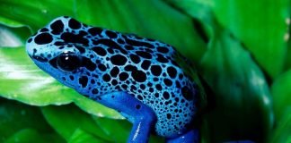 Синие животные: фауна цвета неба