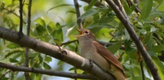 Что нам известно о соловье?