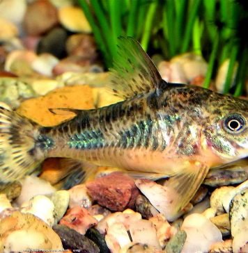 Сомик крапчатый