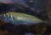 Ставриды. Фото рыбы ставриды, описание