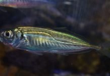 Ставриды. Фото рыбы ставриды, описание