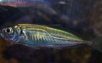 Ставриды. Фото рыбы ставриды, описание