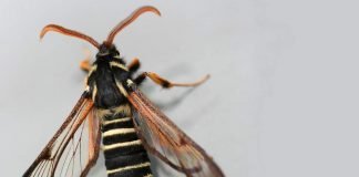 Стеклянница – бабочка в образе осы