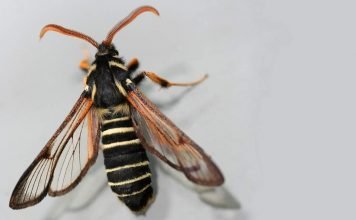 Стеклянница – бабочка в образе осы