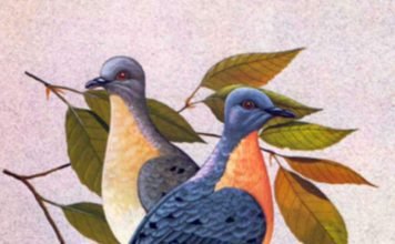 Странствующий голубь – птица, стертая с лица земли