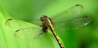 Что за хищник – стрекоза?