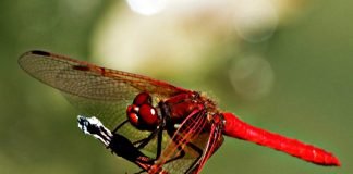 Стрекоза – насекомое с «реактивными» способностями