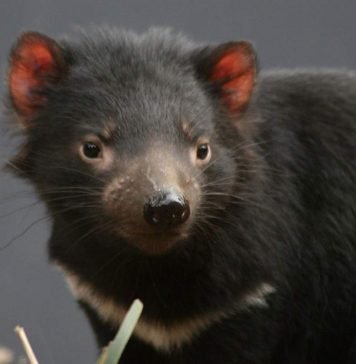 Сумчатый дьявол — редкое животное