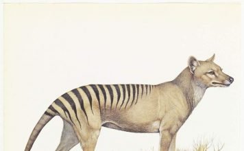 Сумчатый волк или тасманийский волк