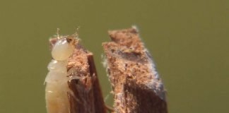 Белые муравьи, они же – термиты