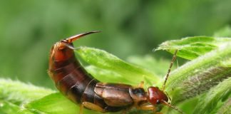 Уховертка: забирается ли это насекомое в уши?