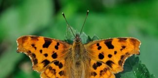 Углокрыльница С-белое: что это за насекомое?