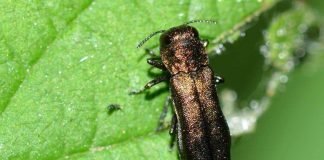 Узкотелая зеленая златка – жук-фитовредитель