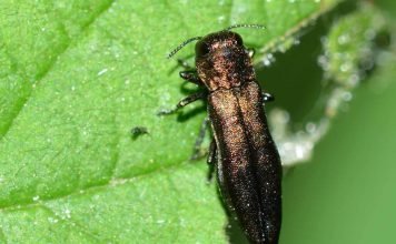 Узкотелая зеленая златка – жук-фитовредитель