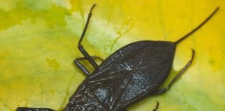 Водяной скорпион – пресноводный клоп