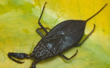 Водяной скорпион – пресноводный клоп