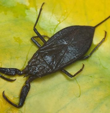 Водяной скорпион – пресноводный клоп